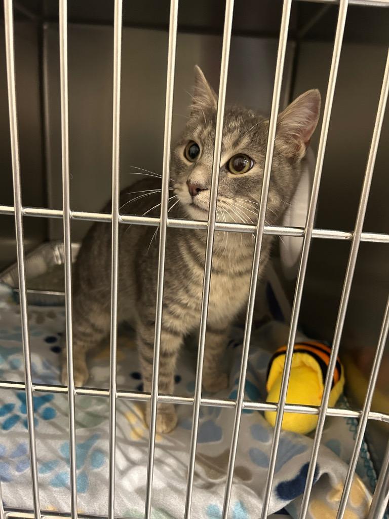 2026-03-142 *Catdog*, Adopted, Young Male Domestic Short Hair.