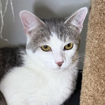 Hank Jr., Adoptable, Adult Male Domestic Short Hair & Domestic Short Hair.