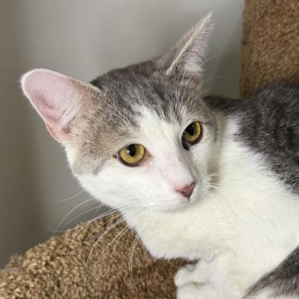 Enlarge Hank Jr., a Adoptable mixed breed in San Francisco, CA image 3/3