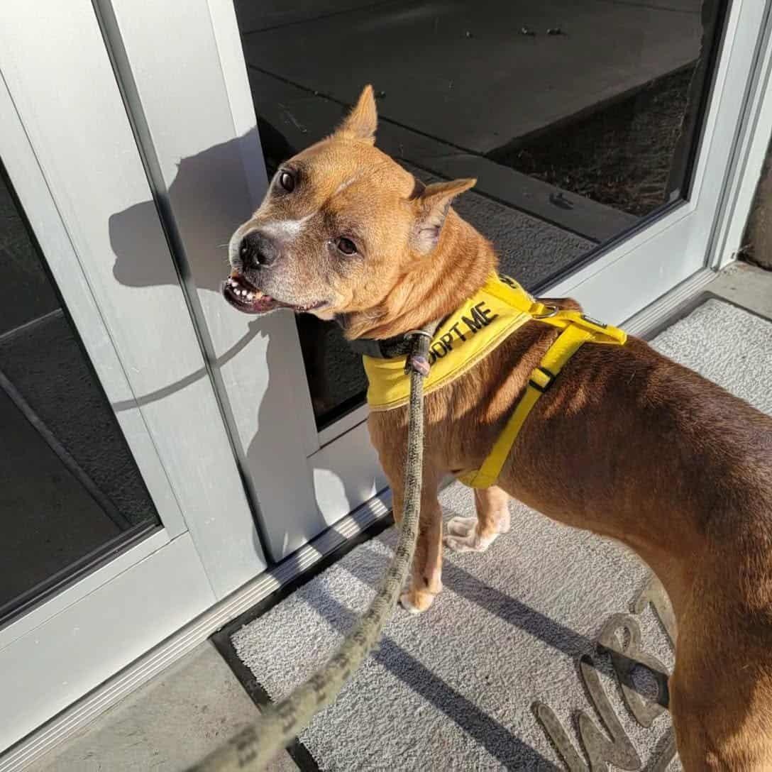 Pumpernickel - 10 yo senior (former WBTW Pet of the Weekend) photo 2