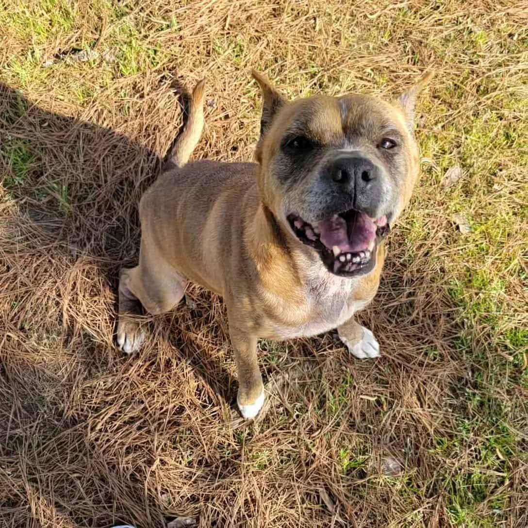 Pumpernickel - 10 yo senior (former WBTW Pet of the Weekend)