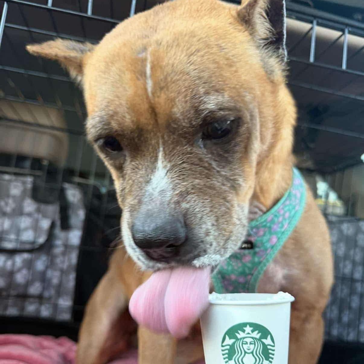 Pumpernickel - 10 yo senior (former WBTW Pet of the Weekend) photo 5