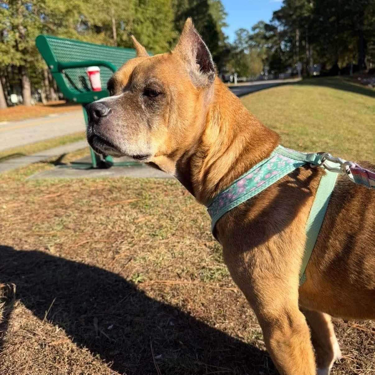 Pumpernickel - 10 yo senior (former WBTW Pet of the Weekend) photo 4