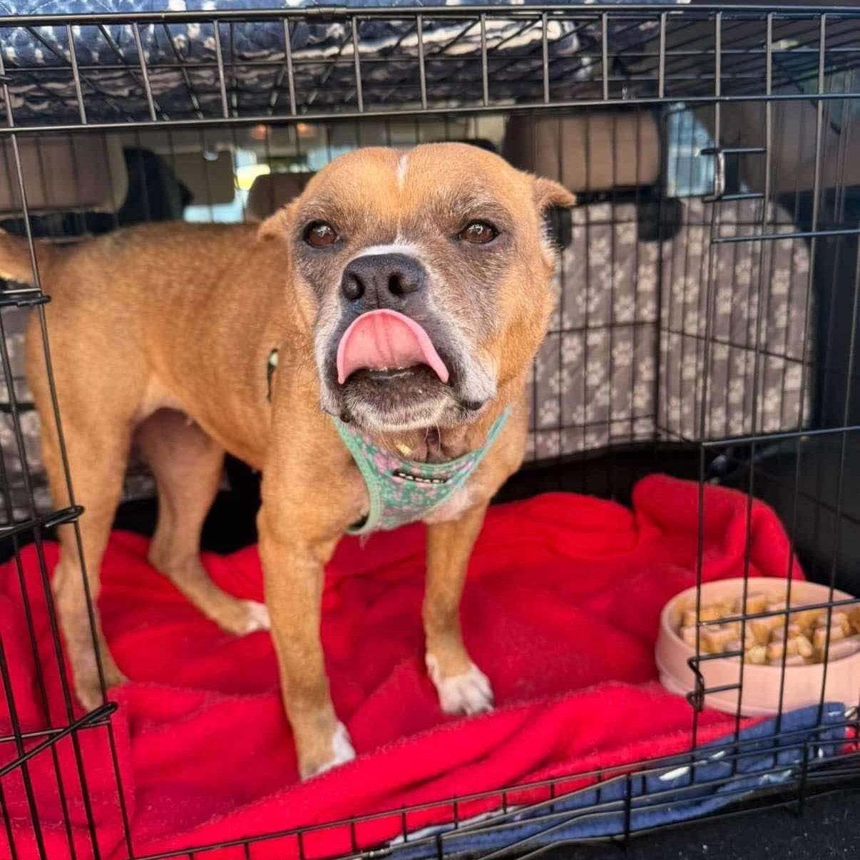 Pumpernickel - 10 yo senior (former WBTW Pet of the Weekend) photo 6