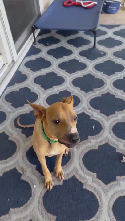 Enlarge Druk, a Adopted mixed breed in Vero Beach, FL video 8/13