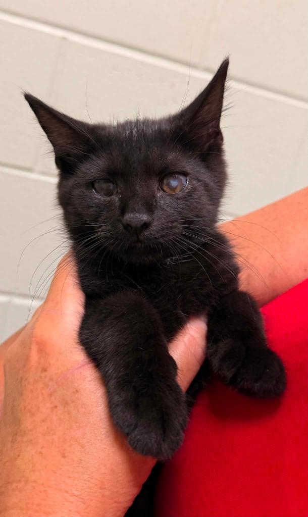 Pico, Adoptable, Kitten Female Domestic Short Hair.