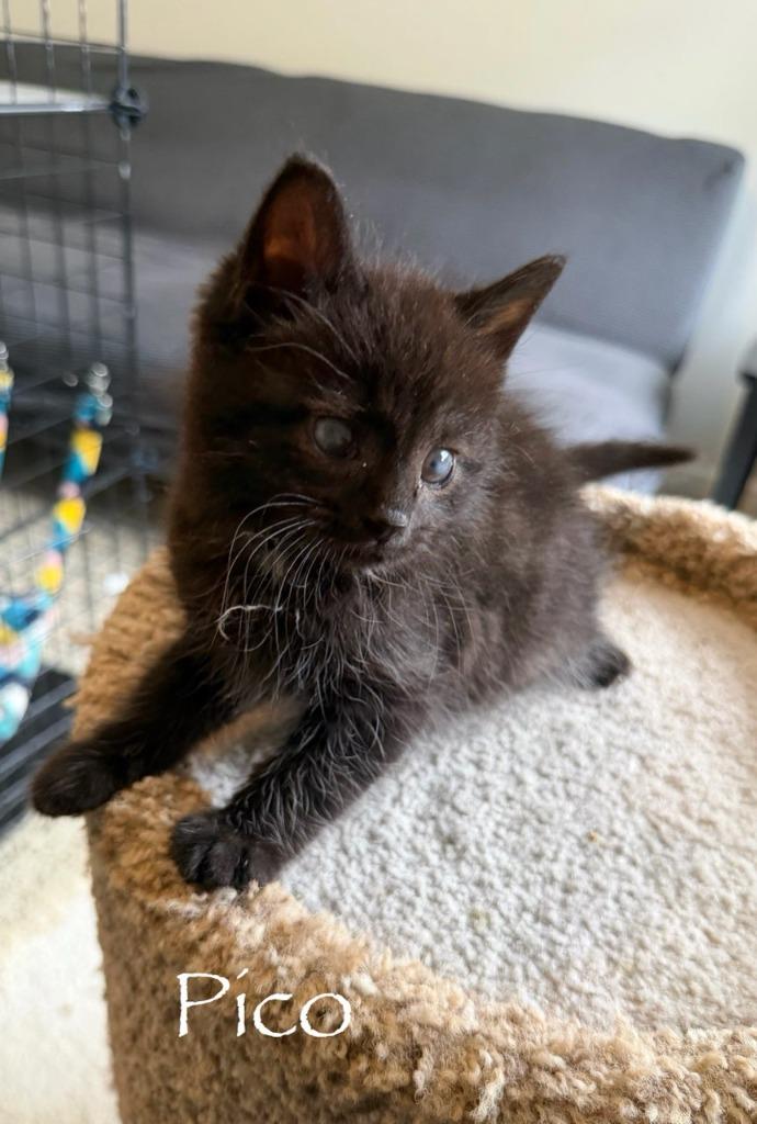 Enlarge Pico, a Adoptable mixed breed in Hamilton, OH image 2/2