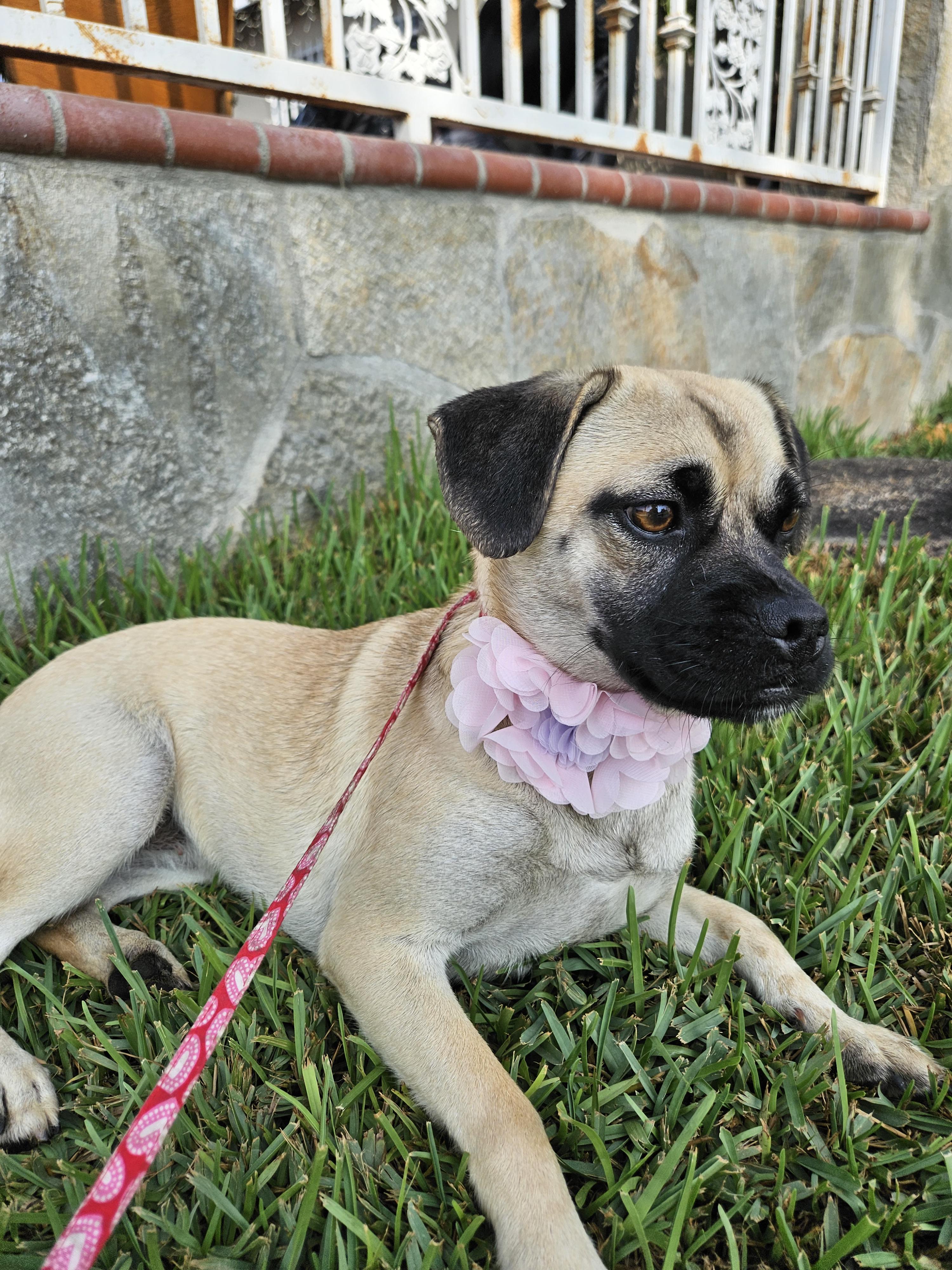Enlarge Lola, a Adoptable mixed breed in Los Angeles, CA image 1/4