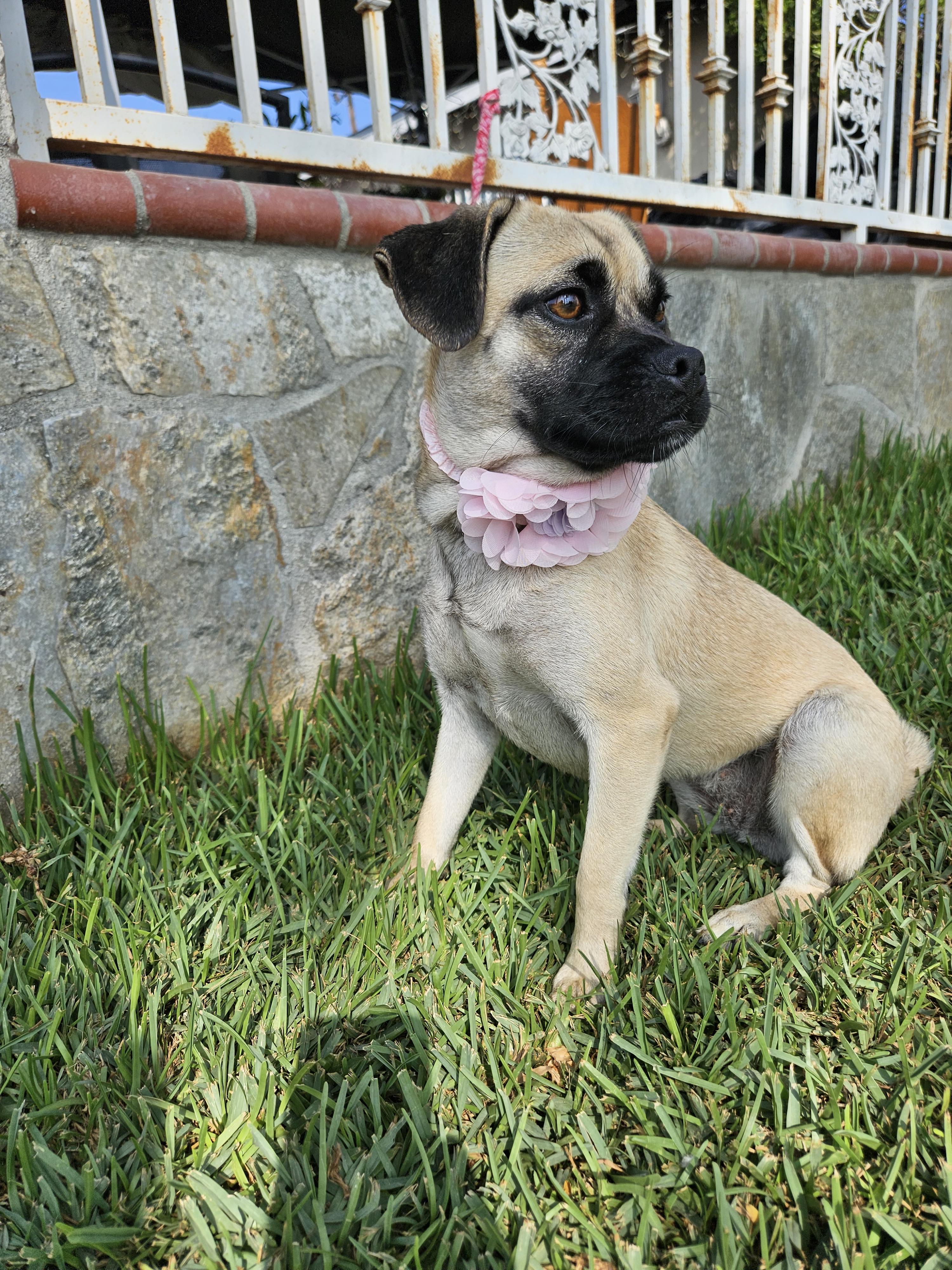 Enlarge Lola, a Adoptable mixed breed in Los Angeles, CA image 2/4