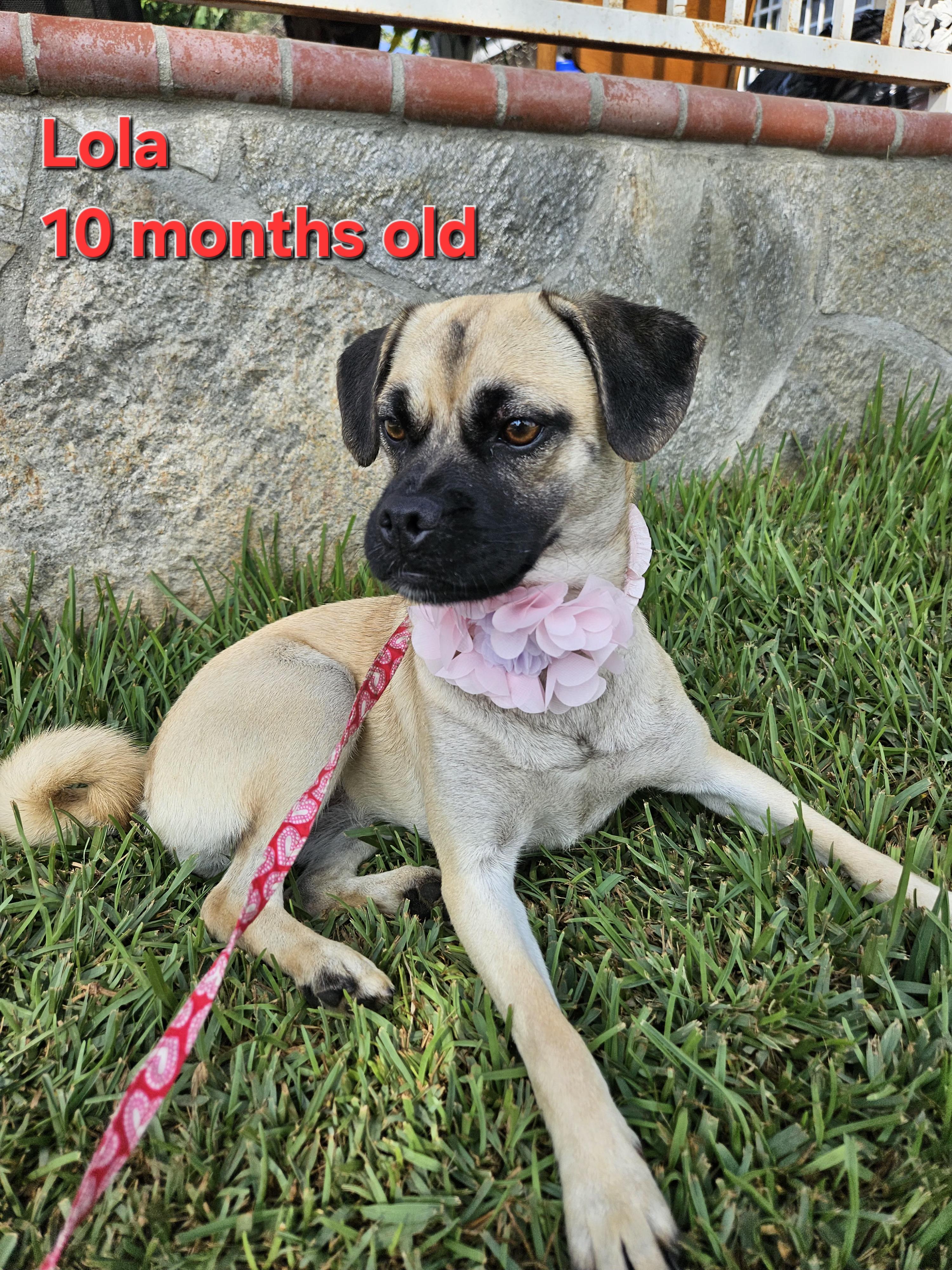 Enlarge Lola, a Adoptable mixed breed in Los Angeles, CA image 3/4