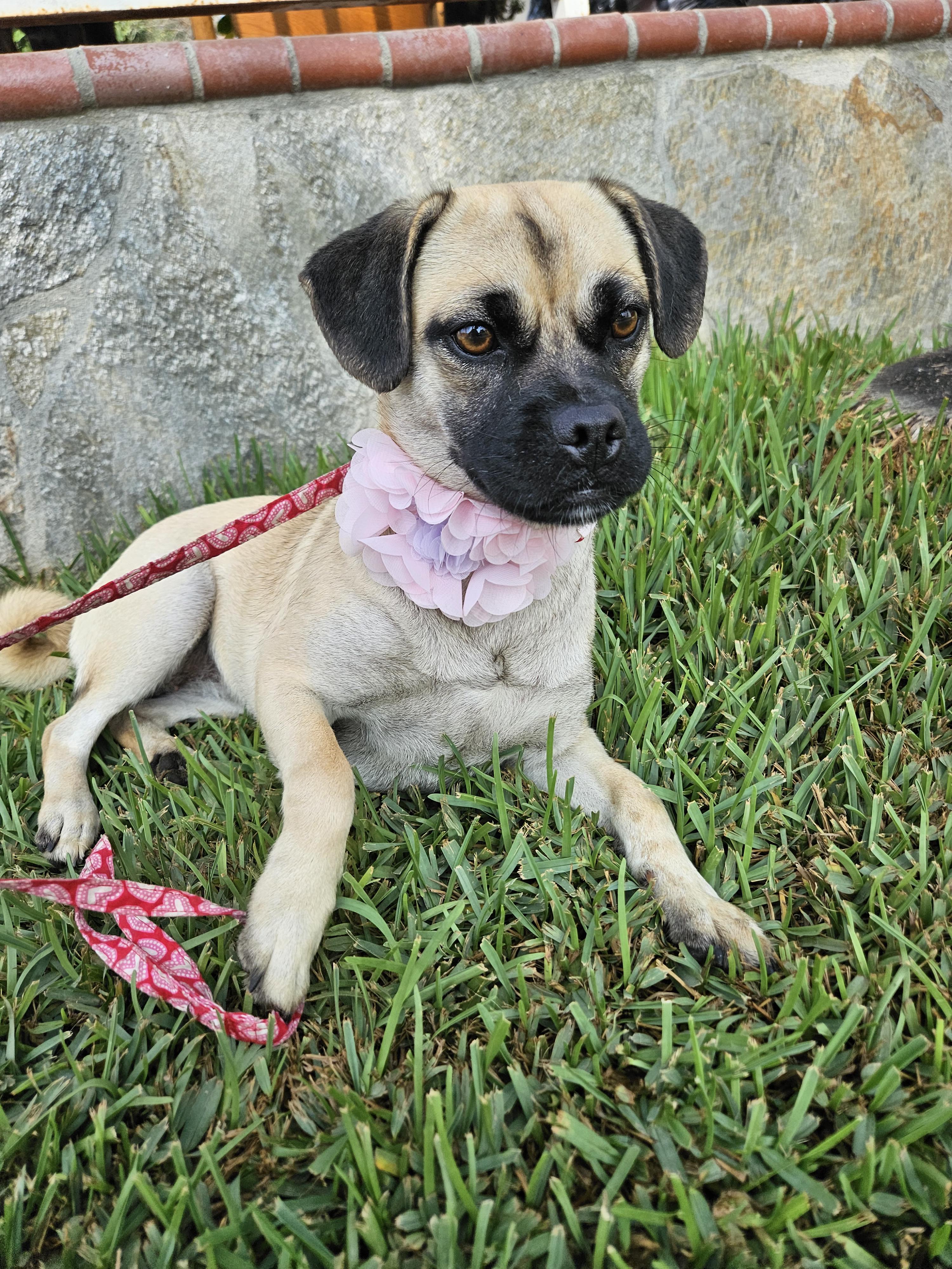 Enlarge Lola, a Adoptable mixed breed in Los Angeles, CA image 4/4