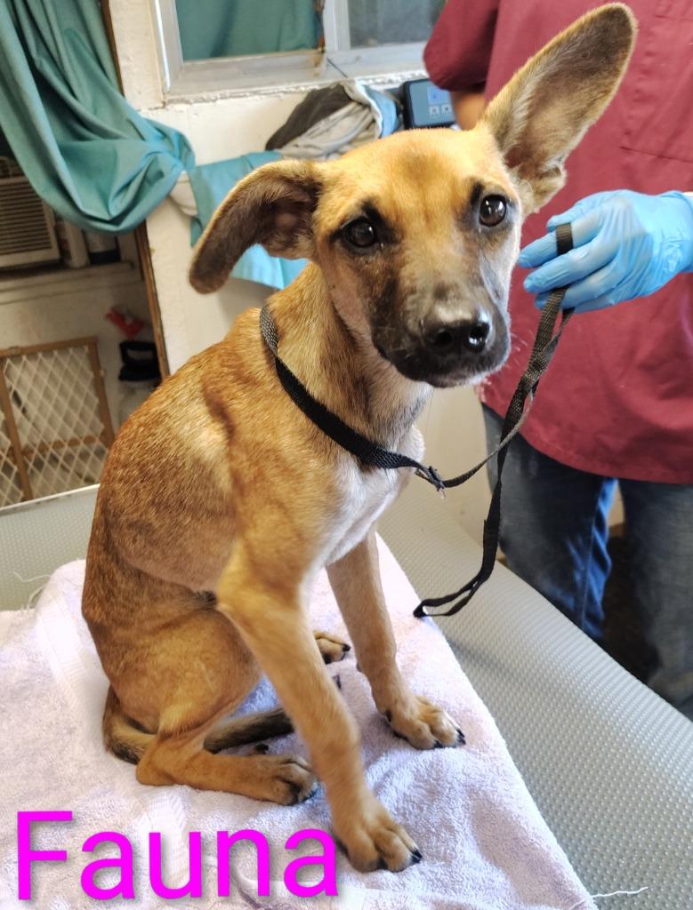 Fauna, Adoptable, Young Female Black Mouth Cur & Chihuahua.