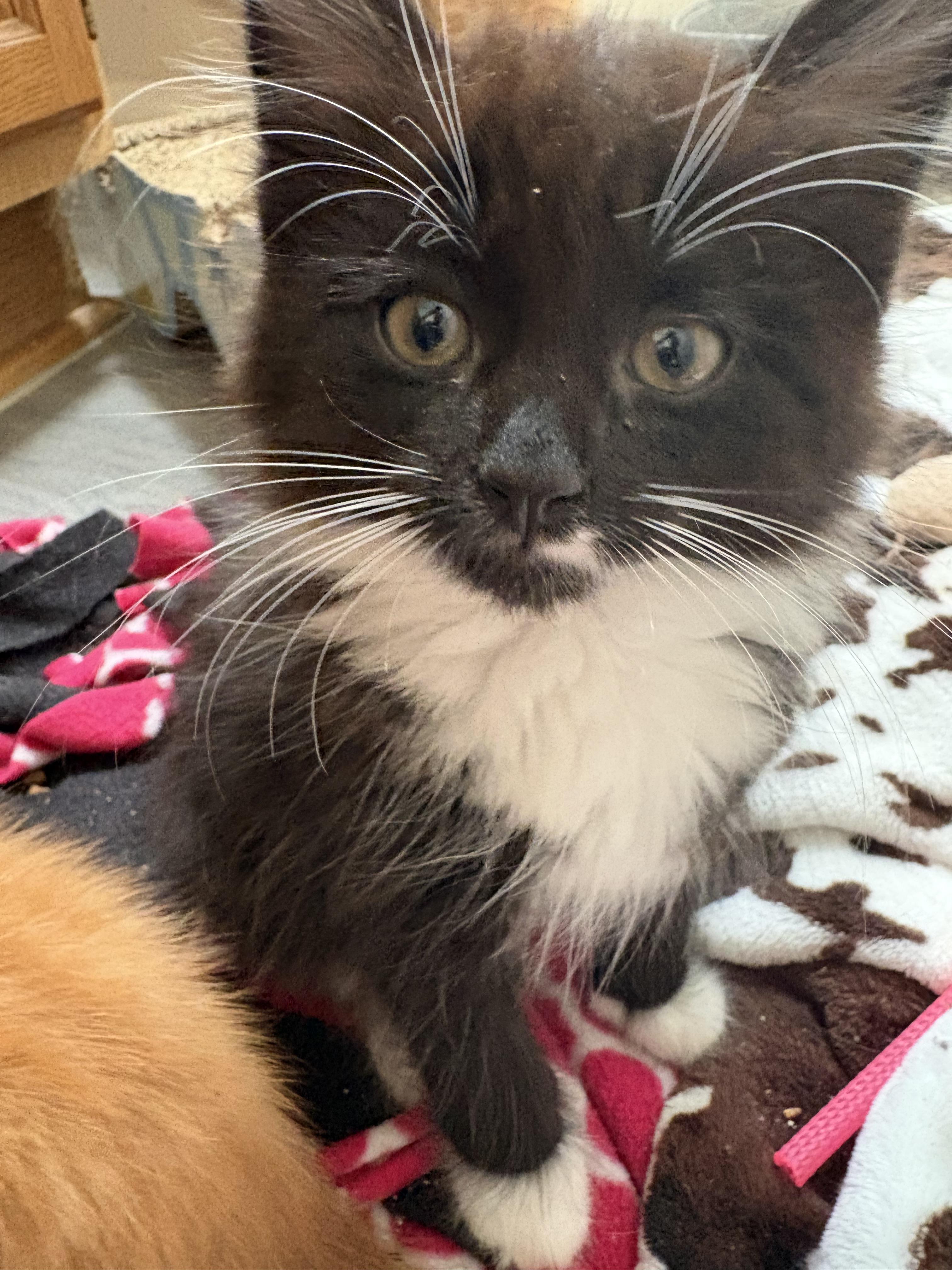 Beanzilla, adopted, Kitten Male Domestic Medium Hair.