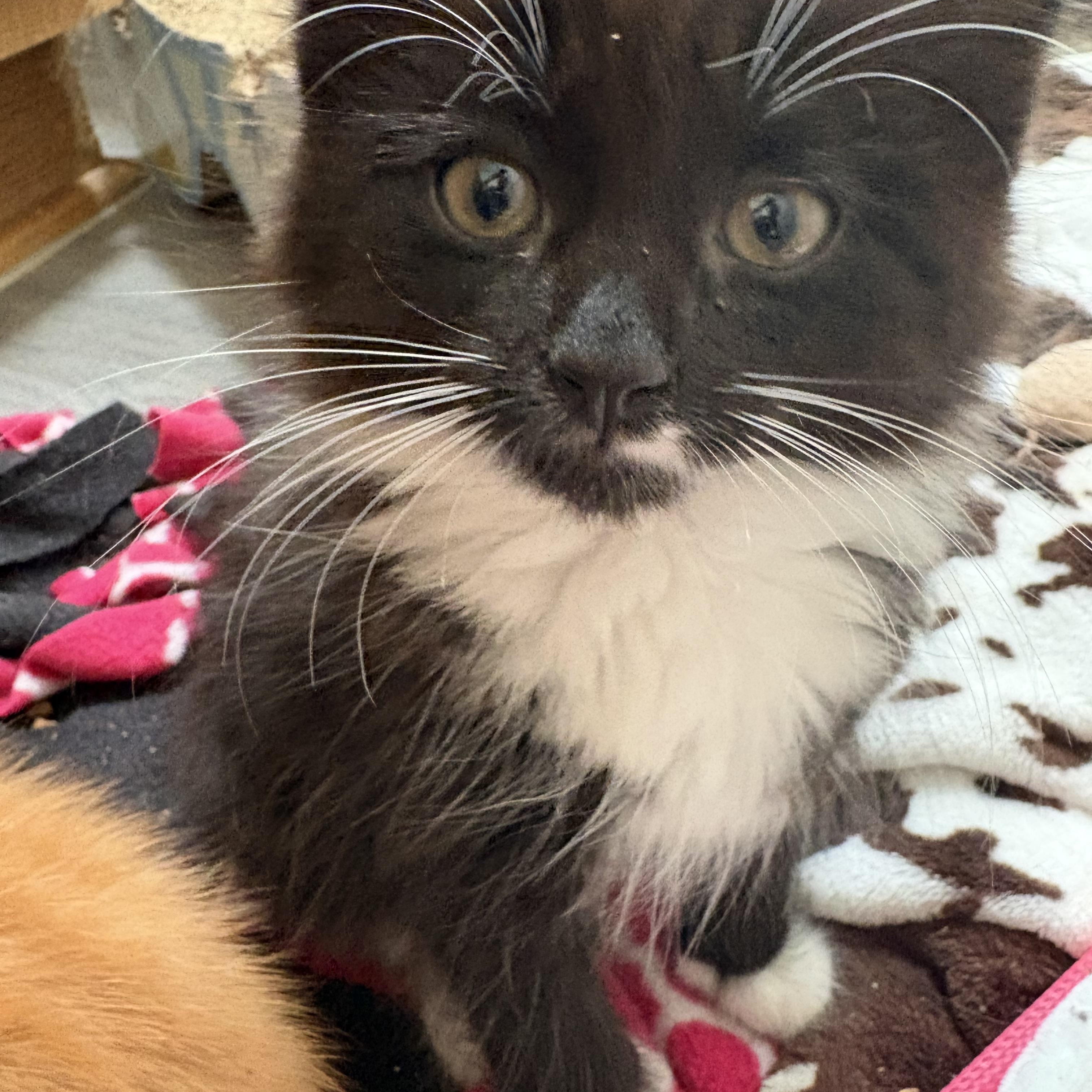 Enlarge Beanzilla, an adopted Domestic Medium Hair in Hickory, NC image 1/1