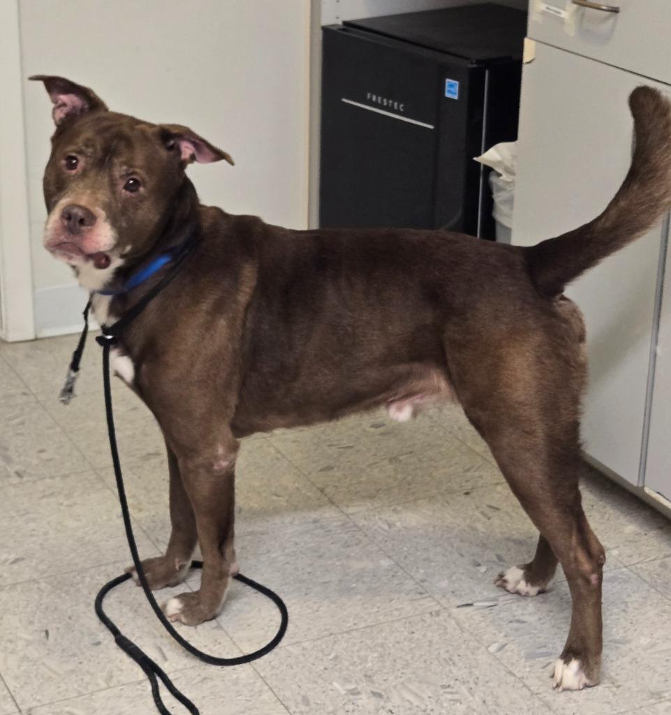 Kugel, Adoptable, Adult Male Terrier.