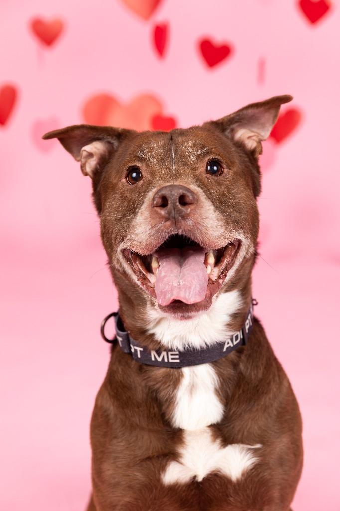 Kugel, Adoptable, Adult Male Terrier & Retriever.