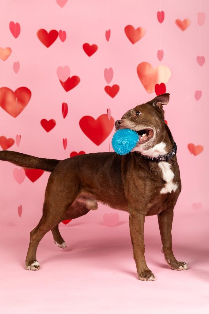 Kugel, a Adoptable mixed breed in Sandusky, OH image 2/5