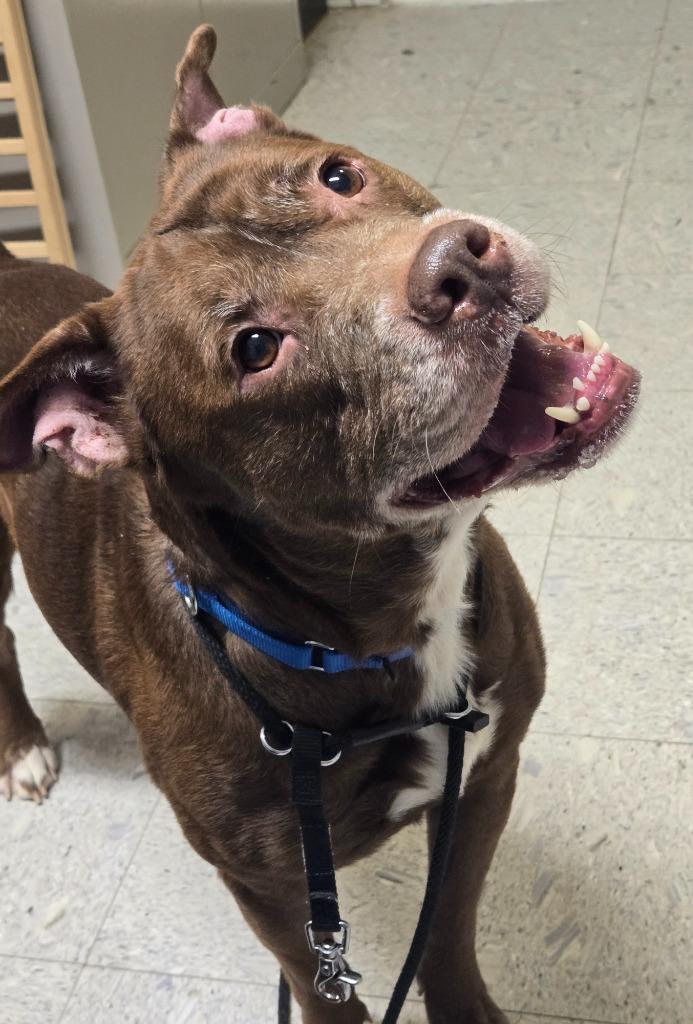 Enlarge Kugel, a Adoptable mixed breed in Sandusky, OH image 2/2