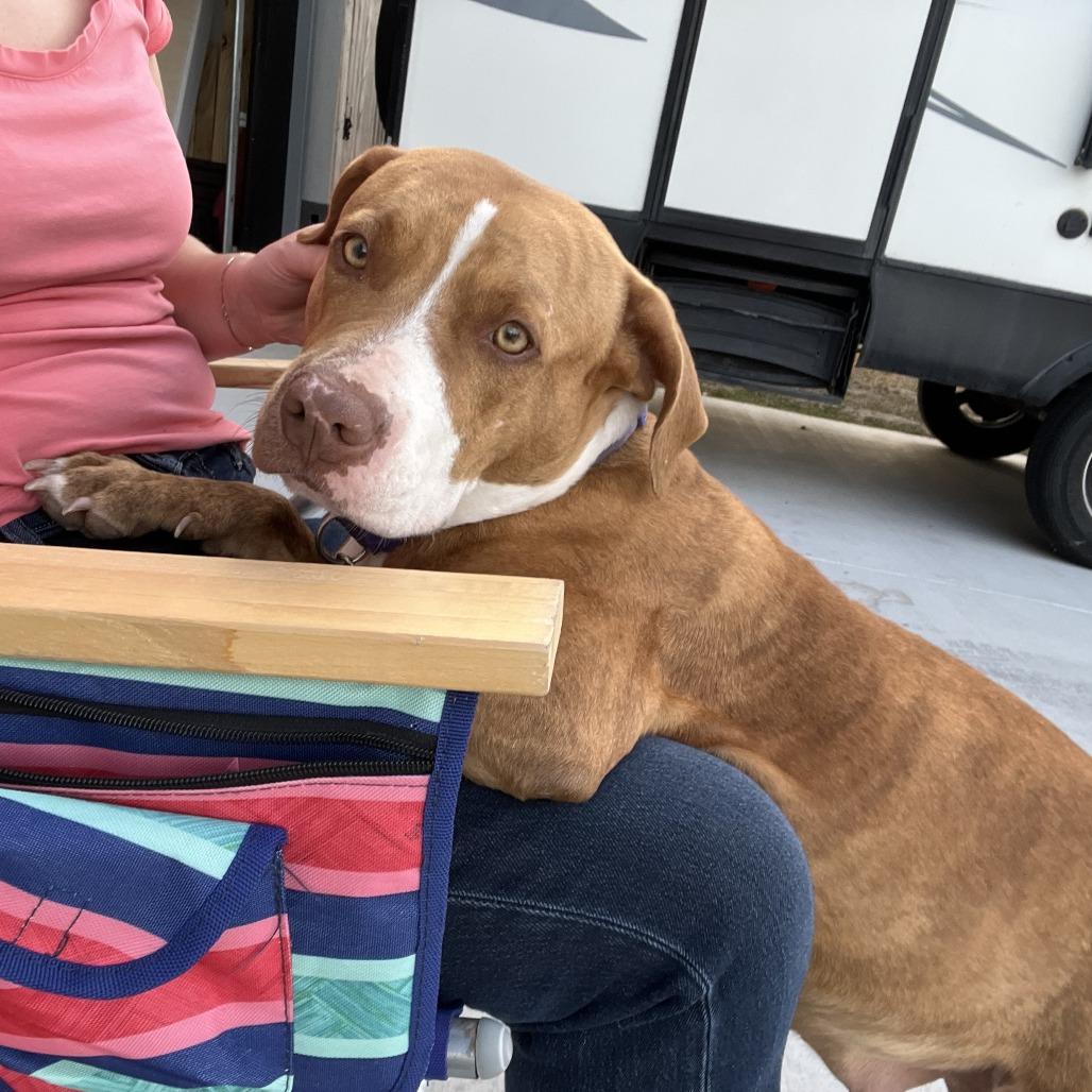 Enlarge Penny, a Adoptable Pit Bull Terrier in Brownsville, TX image 3/4