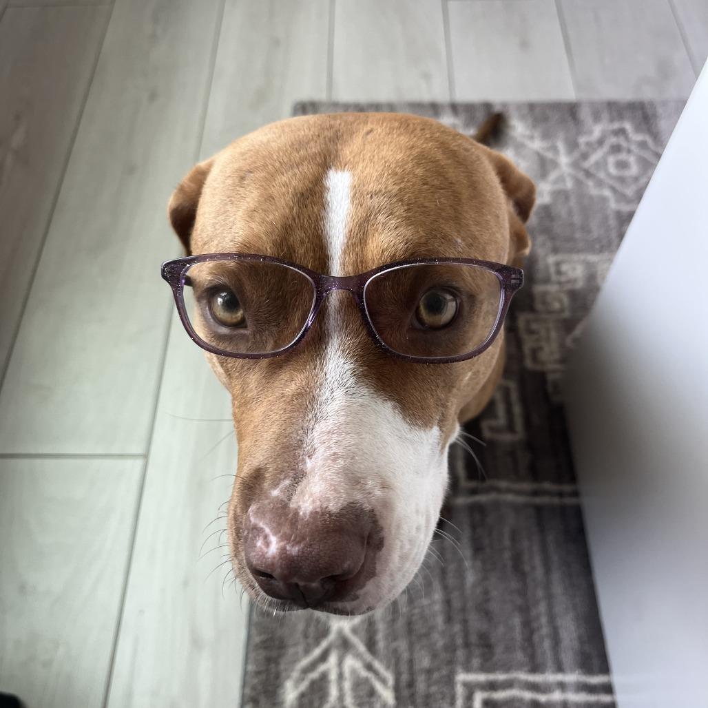 Enlarge Penny, a Adoptable Pit Bull Terrier in Brownsville, TX image 2/4