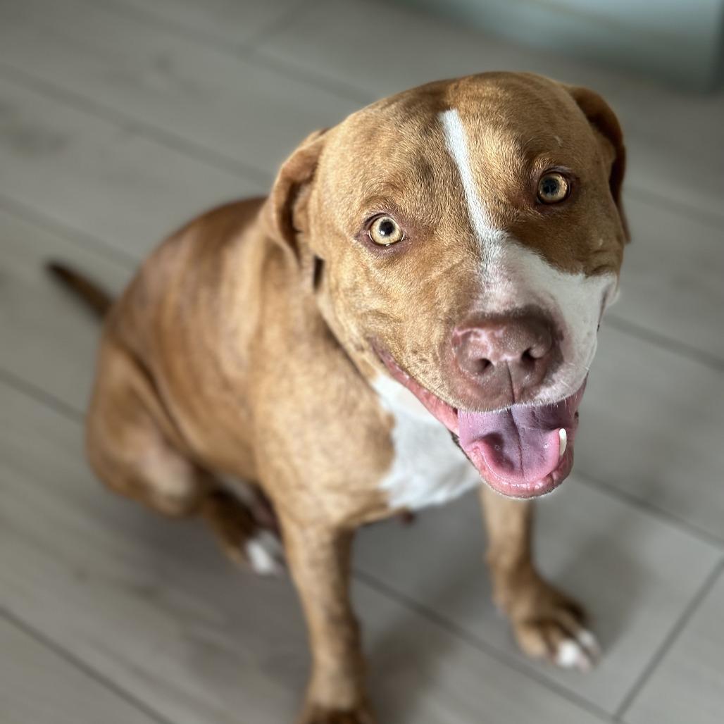 Enlarge Penny, a Adoptable Pit Bull Terrier in Brownsville, TX image 4/4