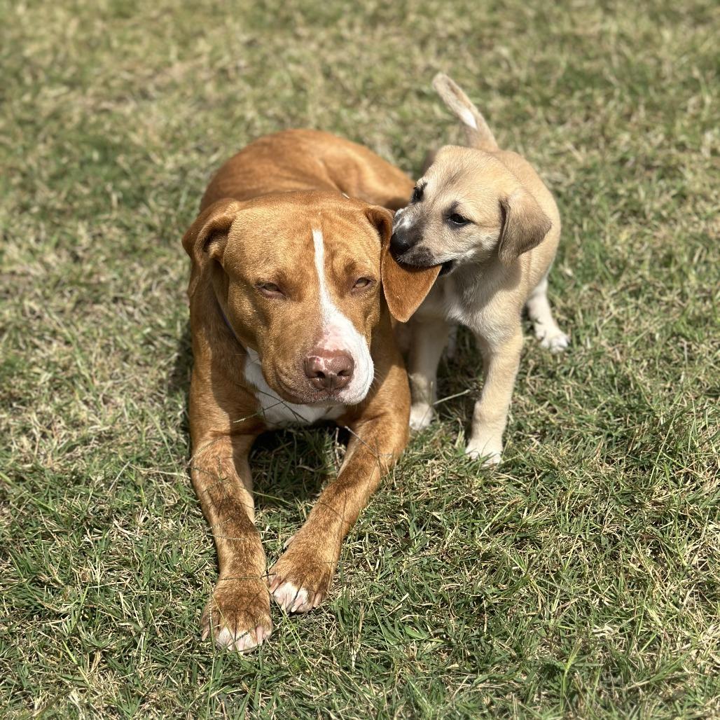 Penny, Adoptable, Adult Female Pit Bull Terrier.