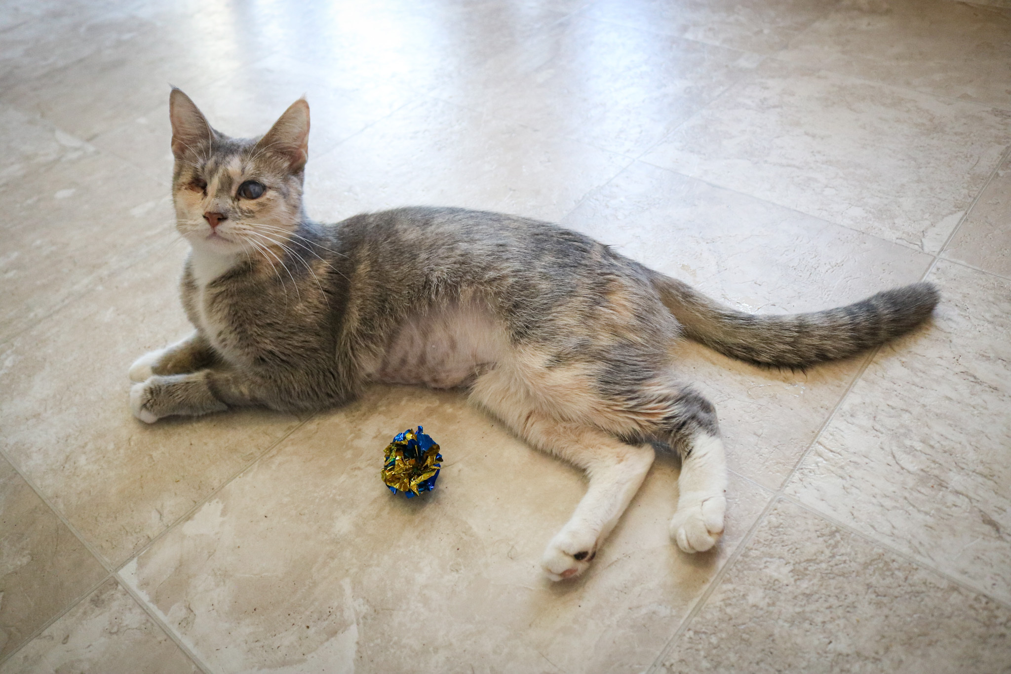 Katrina, Adoptable, Young Female Domestic Short Hair & Dilute Calico.