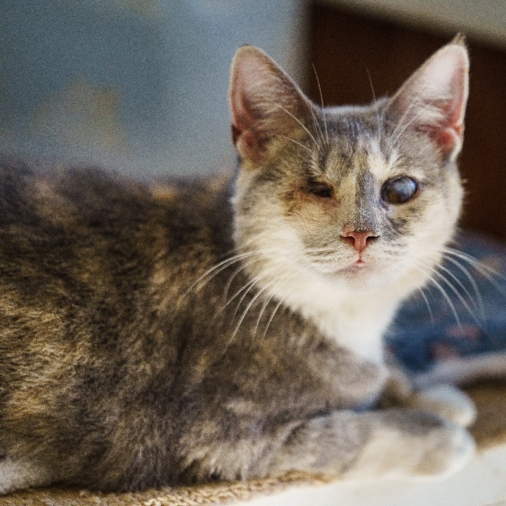 Enlarge Katrina, a Adoptable mixed breed in Marble Falls, TX image 2/9