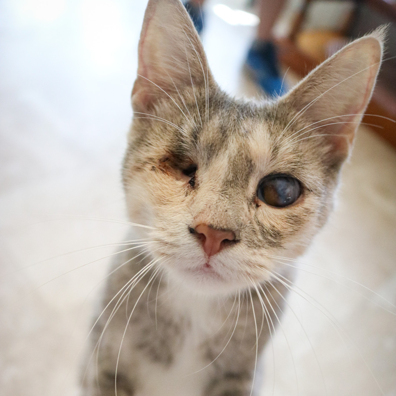 Enlarge Katrina, a Adoptable mixed breed in Marble Falls, TX image 4/9