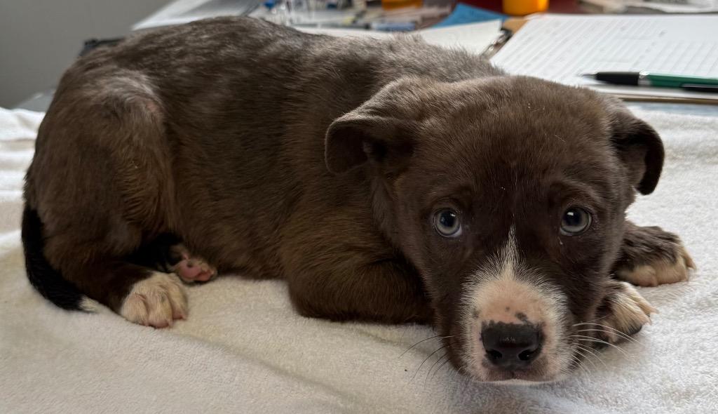 Dr. Warren, Adoptable, Puppy Male Catahoula Leopard Dog & Australian Cattle Dog / Blue Heeler.