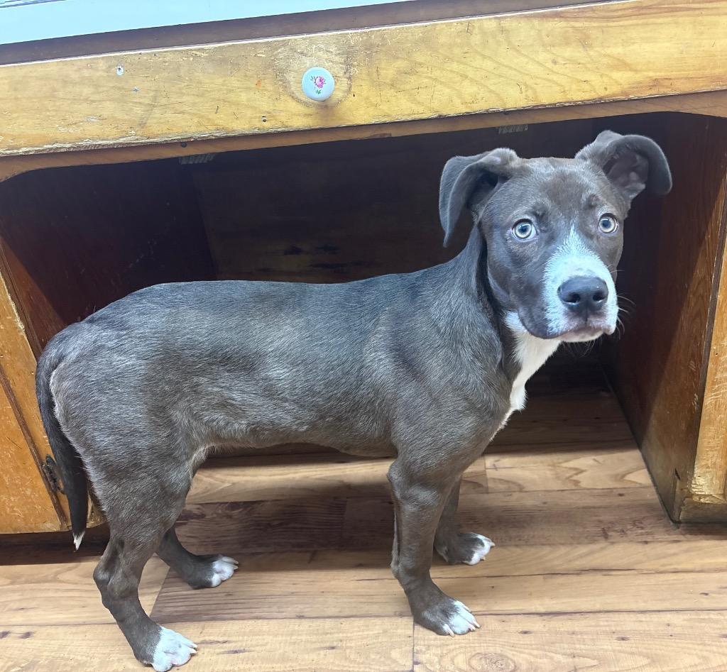 Enlarge Dr. Warren, a Adoptable mixed breed in Fayetteville, TN image 2/4