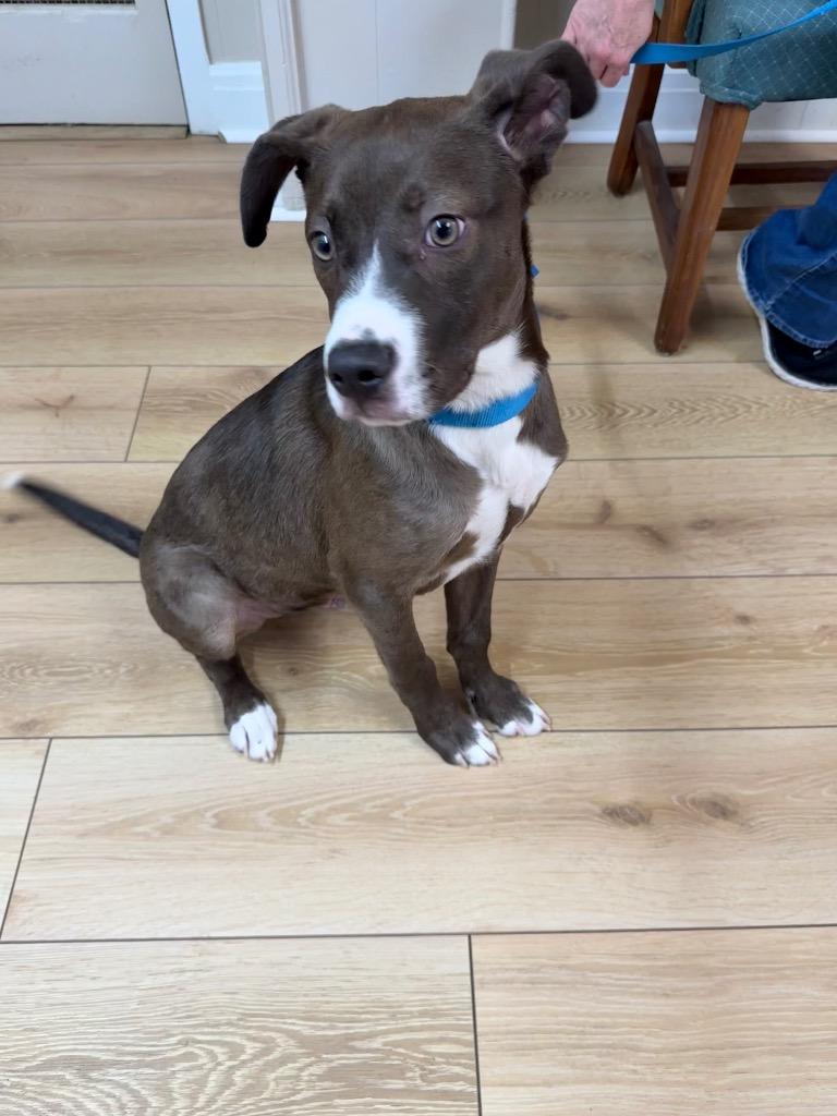 Enlarge Dr. Warren, a Adoptable mixed breed in Fayetteville, TN image 4/4