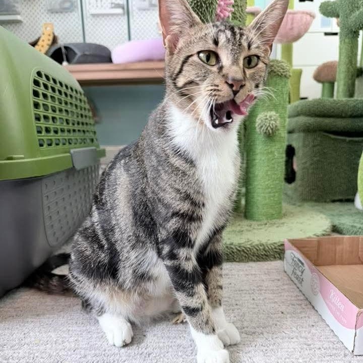 Snowflake, a ADOPTABLE Tabby in Kentwood, MI image 6/6