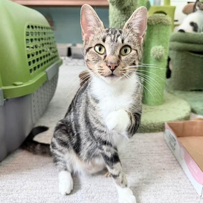 Snowflake, ADOPTABLE, Young Female Tabby.