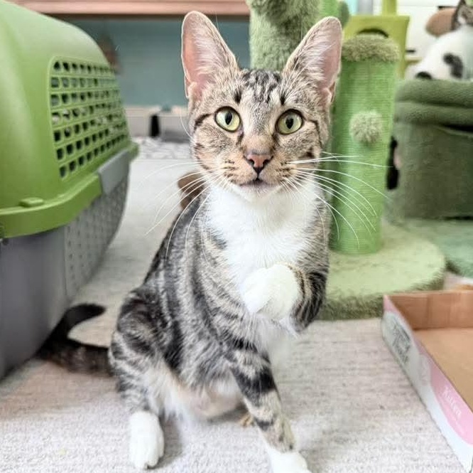 Snowflake, a ADOPTABLE Tabby in Kentwood, MI image 3/6