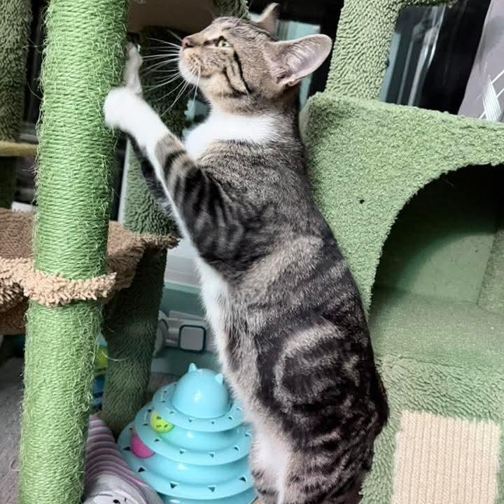 Snowflake, a ADOPTABLE Tabby in Kentwood, MI image 5/6