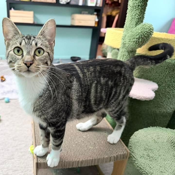 Snowflake, ADOPTABLE, Young Female Tabby.