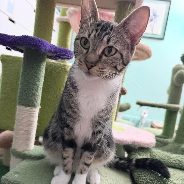 Snowflake, a ADOPTABLE Tabby in Kentwood, MI image 4/6