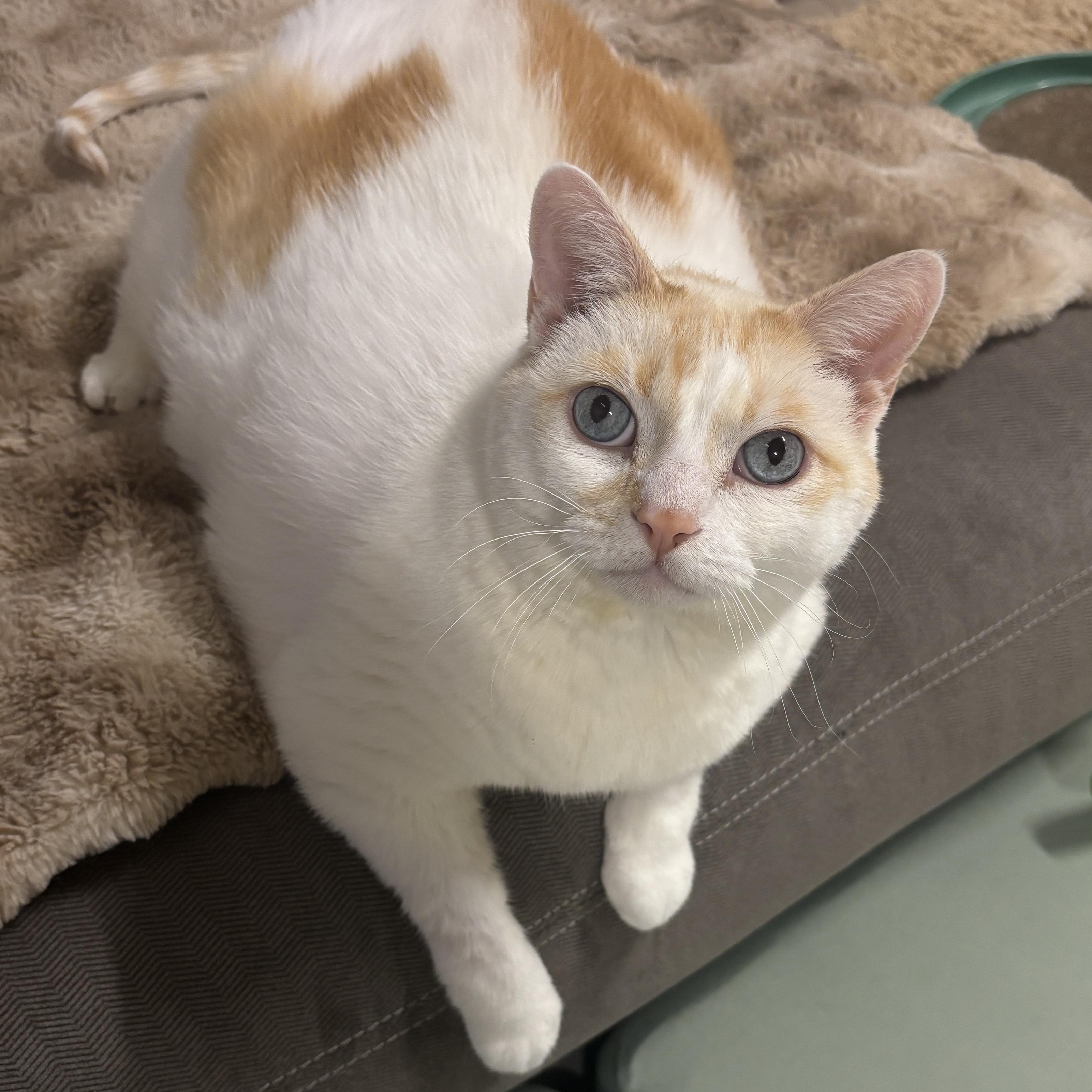 Mango, a ADOPTABLE Domestic Short Hair in Ottawa, ON image 3/3