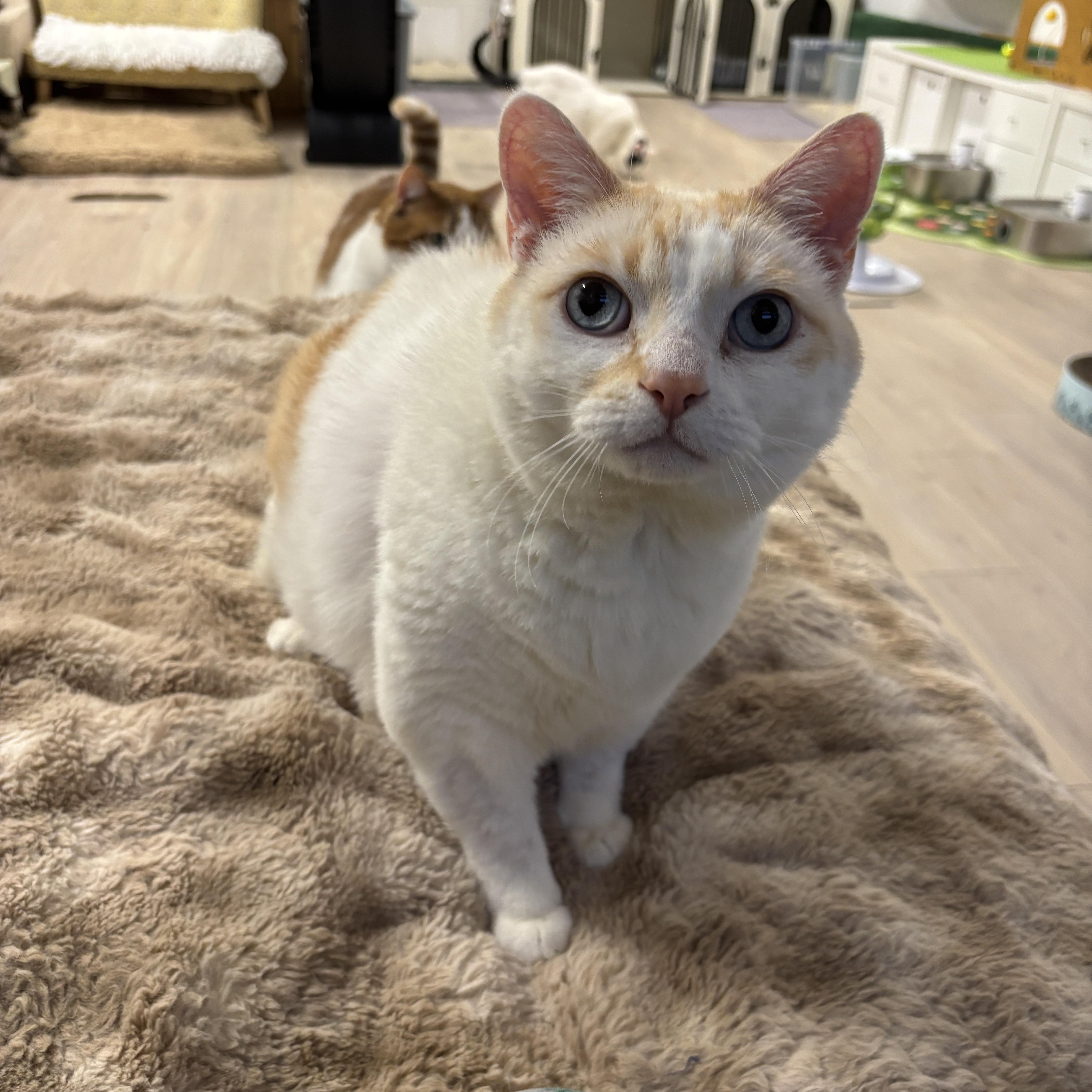 Mango, a ADOPTABLE Domestic Short Hair in Ottawa, ON image 1/3