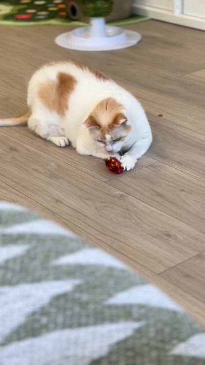 Enlarge Mango, a ADOPTABLE Domestic Short Hair in Ottawa, ON video 2/3