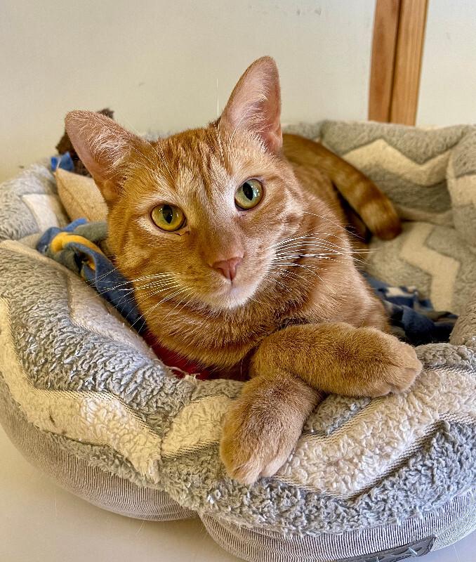 Marty, a Adoptable Domestic Short Hair in Colmar, PA image 3/6