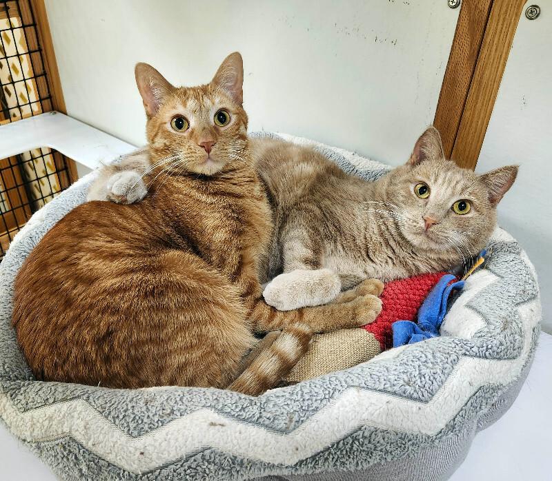 Marty, a Adoptable Domestic Short Hair in Colmar, PA image 4/6