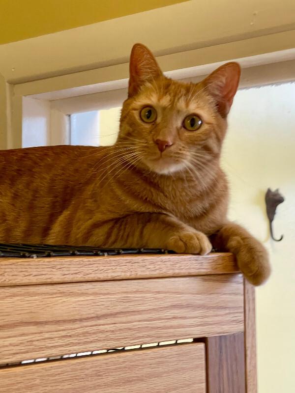 Marty, a Adoptable Domestic Short Hair in Colmar, PA image 5/6