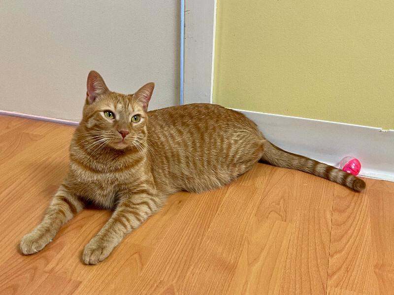 Marty, a Adoptable Domestic Short Hair in Colmar, PA image 6/6