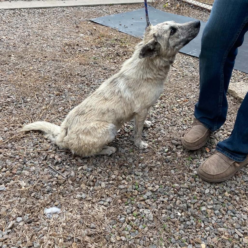 Patricia, Adoptable, Young Female Mixed Breed.