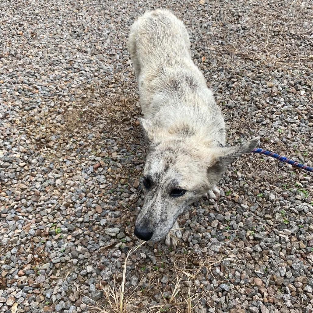Patricia, a Adoptable Mixed Breed in Stilwell, OK image 2/2