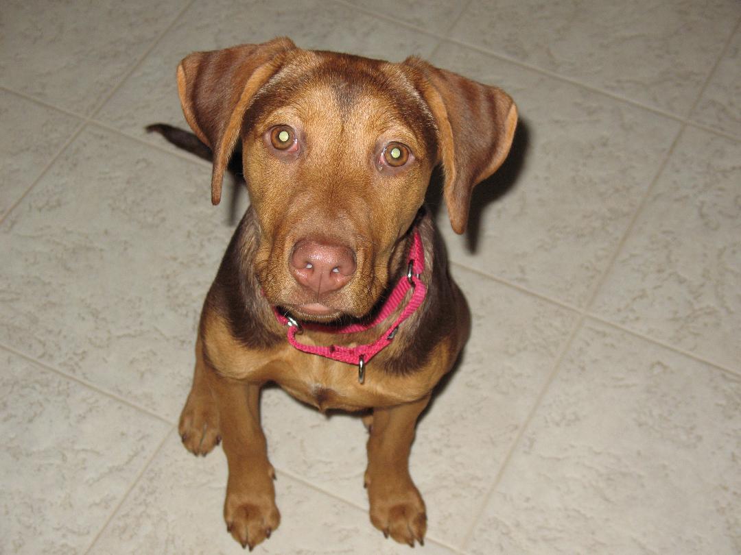 Sadie/Gloria, Adopted, Young Female Doberman Pinscher & German Shepherd Dog.