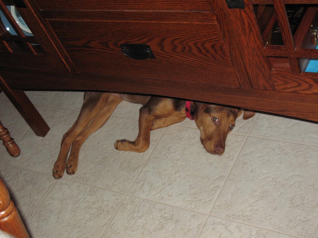 Enlarge Sadie/Gloria, a Adopted mixed breed in Saint Charles, MO image 2/3