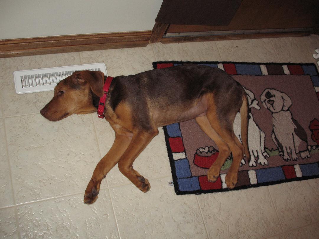 Enlarge Sadie/Gloria, a Adopted mixed breed in Saint Charles, MO image 3/3